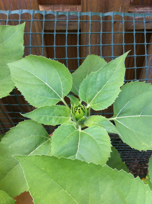 birchandbeads:Garden update March 7, 2015sunflowers starting to bloom!