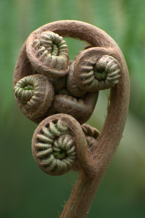 Still unfurled fronds of fern.