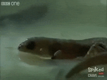 sixpenceee:  The Pygmy Gecko is so tiny, some insects look huge near it. Living