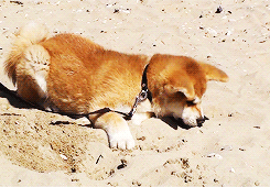 dailyanimals:  [x] 