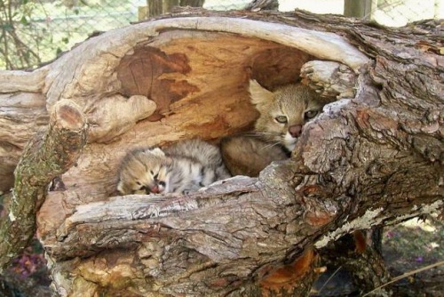 wild-heartedx: Pampas Cat (Juancho) First Pampas Cat born in Bioparque M’Bopicuá.