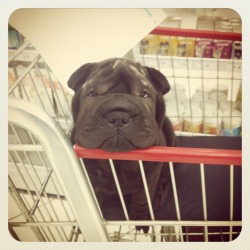 fyeahwrinklydogs:  Lost in the supermarket