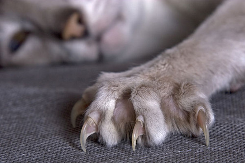 floozys:  be like cat paws  very nice, very soft, very squishy,  but when threatened?