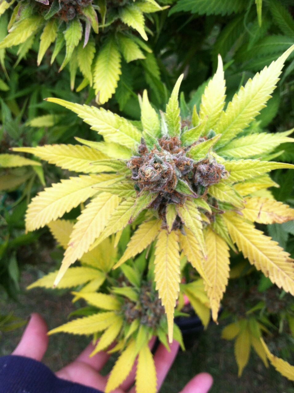 Kush-