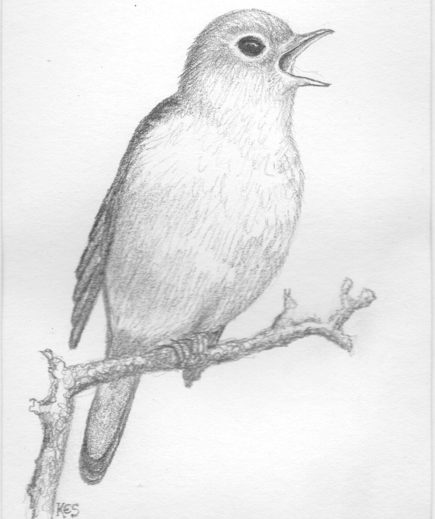 Nightingale Drawing by Buby Bengoa  Fine Art America