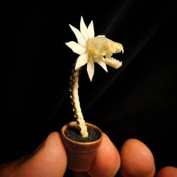 notacentaur:  forgottenboneyard:  In case you missed these a little while back… I was trying to come up with a use for some of my smallest bones and created these ridiculously tiny skull flowers with snake vertebrae and bat skulls. Long sold out and