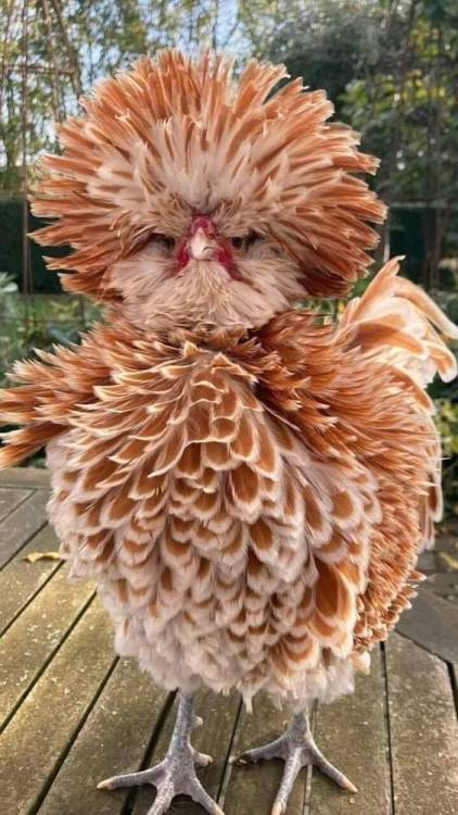 Buff Laced Polish Chickens