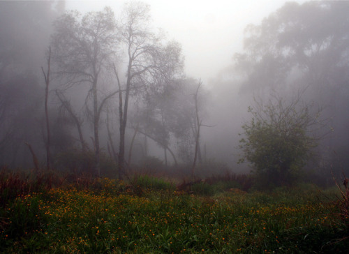 mount donna buang by John Hurle