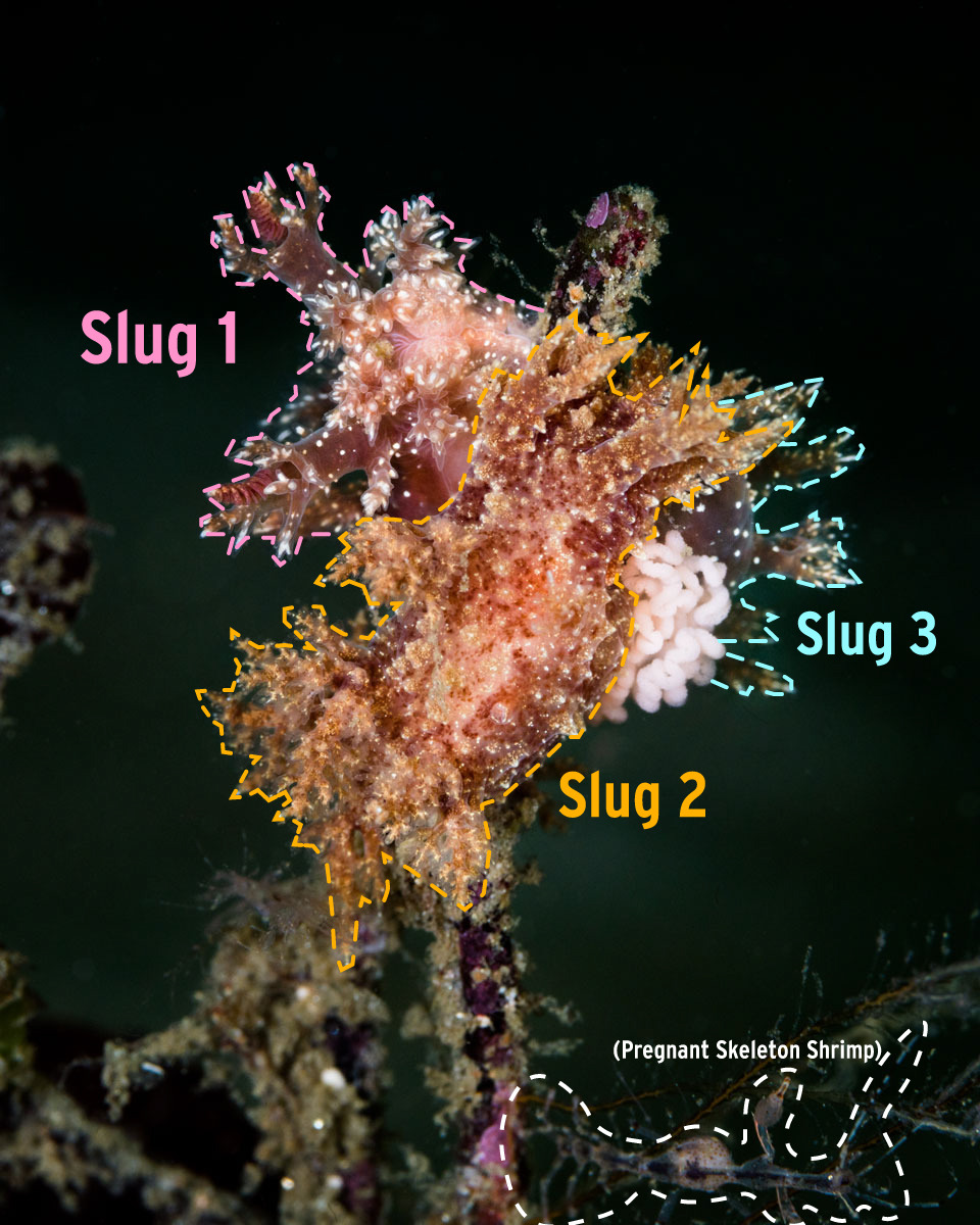 Monterey Bay Aquarium — Ooh la la! It's a nudibranch orgy! Sea