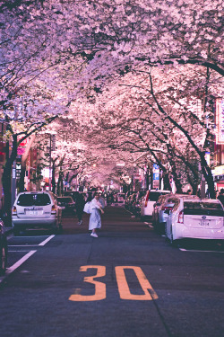 inefekt69:Sakura Dori - Tokyo, Japan