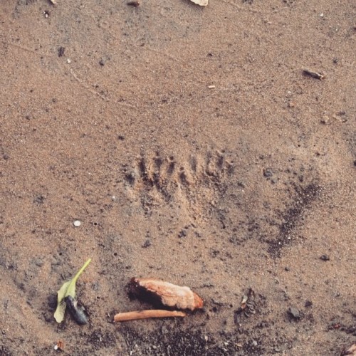Wee paws #forstationidentification