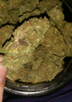 the-weedsleys:  Blueberry Kush 