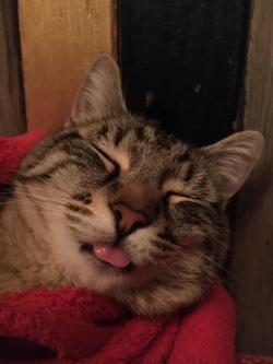 daily-blep:  Cozy blep