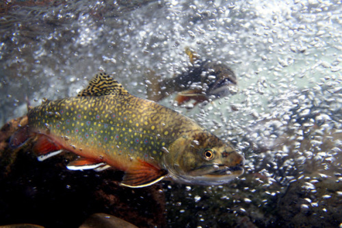 scalestails:  Trout appreciation post. USA native fish are AMAZING! I would love to keep trout somed
