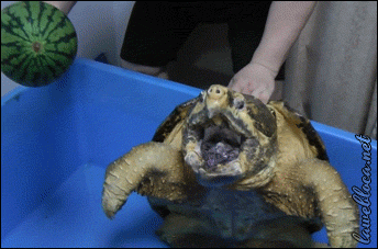 killer-squirtle:  churno:  nefepants:  Eat this watermelon, you fucking turtle  THIS