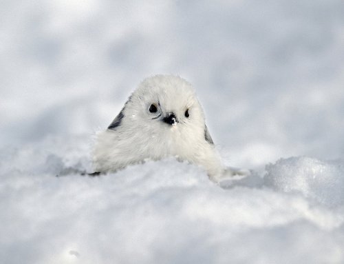 This is from “Snow Fairy” Long Tailed Tit by Tadashi Shimada 