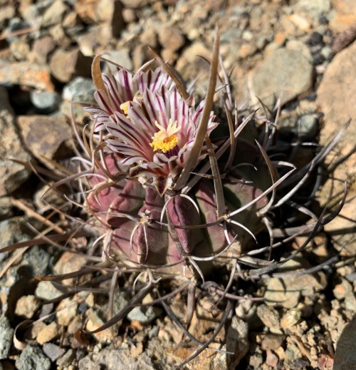 Stenocactus coptonogonus
The genus Stenocactus (sometimes called by the alternative name of Echinofossulocactus) is a group of relatively small cacti native to Mexico. Many of the species have lots of narrow sinuous ribs, calling to mind the folds of...