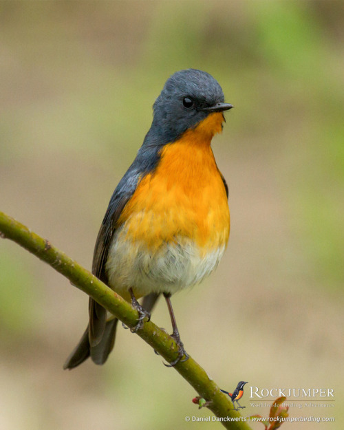 Photo of the Day – The Slaty-backed Flycatcher (Ficedula erithacus) is found in a number of Asian co
