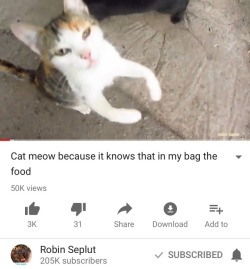 moonlandingwasfaked:  seafoams:   ok but robin is such a sweet guy he helps take care of the mass amount of feral cats in his city it’s really heartwarming and he’s always so polite and nice to the people who watch his videos also it’s clear from
