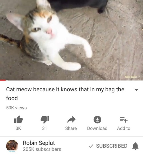 moonlandingwasfaked:  seafoams:  ok but robin is such a sweet guy he helps take care of the mass amount of feral cats in his city it’s really heartwarming and he’s always so polite and nice to the people who watch his videosalso it’s clear from