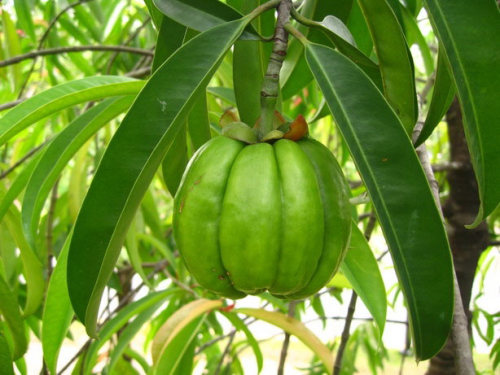 cuteaness:  You see this thing here? It helps you lose weight. For real! It’s called garcinia cambog