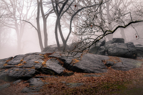 Rocks and Trees in a Dense Fog - Central Park by Eric K Gross on Flickr.