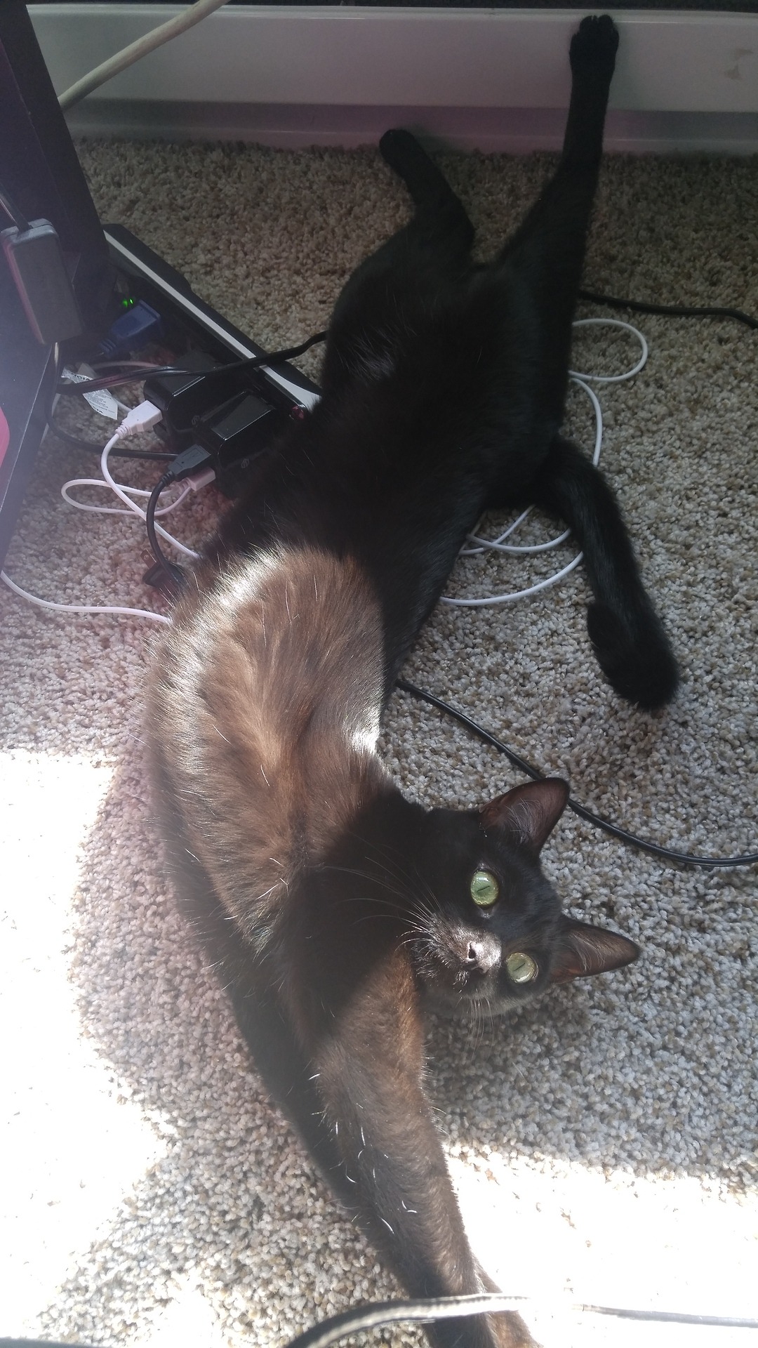 Unflattering Cat Selfies