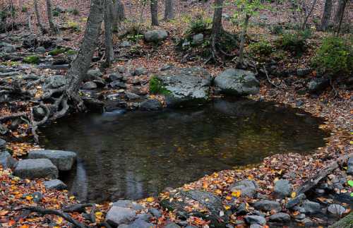 Dunnfield Creek Pond by hpaich on Flickr.