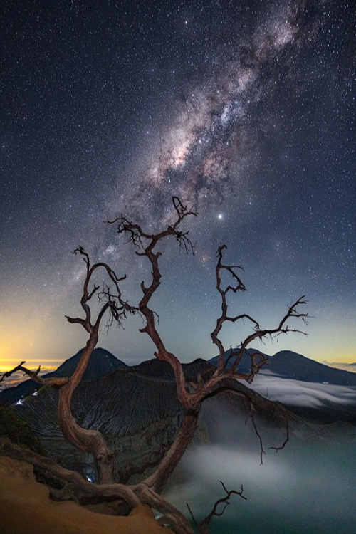 s-m0keys:Deadtrees among the stars.By - Gary Bhaztara