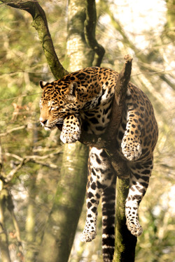 funkysafari:  Jaguar taking a nap  by wwmike