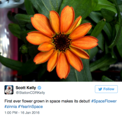 micdotcom:  the-future-now:  Behold: The first flower grown in space Space. The empty black vacuum became a little bit brighter on  Sunday after Scott Kelly, a U.S. astronaut aboard the International  Space Station, tweeted an image of the first flower