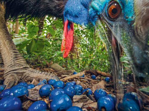 scienceyoucanlove:  Big Bird: In the far north of Australia the cassowary plays a central role in shaping the rain forest. By Olivia Judson Photograph by Christian Ziegler  On the ground in front of me there’s a large round pile of what looks like
