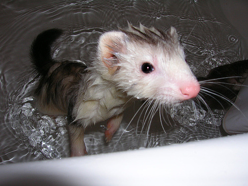 thelifeofmyferrets:emopeacock:Can ferrets in a bathtub be a thing because I’m crying tears of ferret