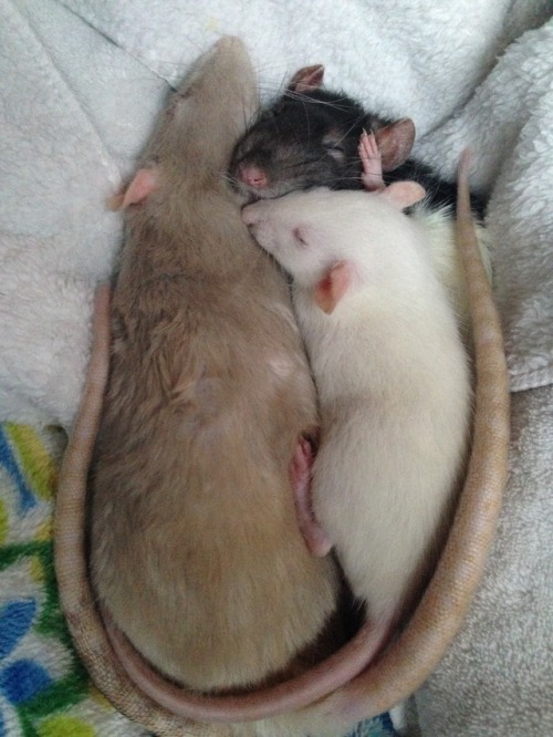 tinyrattoes: bliss