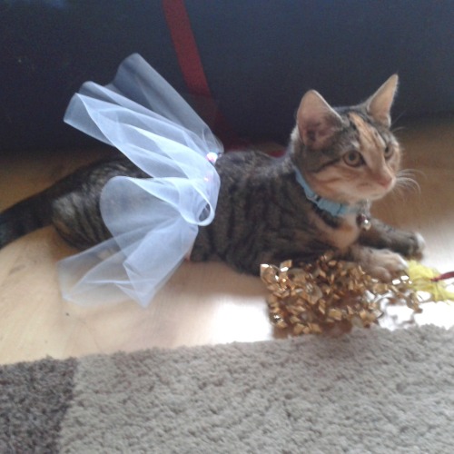 my kitty haru in a hand made tutu, pretty sure i have to much time on my hands 