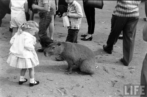 “No, I don’t like golf. Why do you ask?”(Allan Grant. 1959)