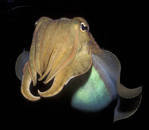 This cutie’s relatives just demonstrated what smarty brains they are!  ​​The common cuttlefish