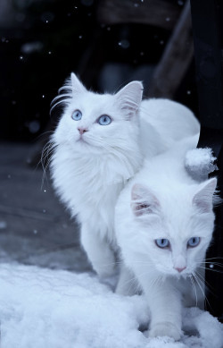 earthandanimals: First snow   Photo by Jessica