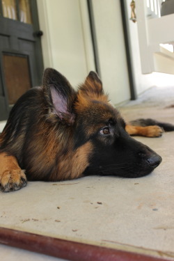 taranthegsd:  sleepy boy. 