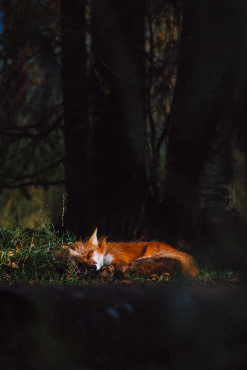 lsleofskye: Goodnight fantastic Mr. Fox!