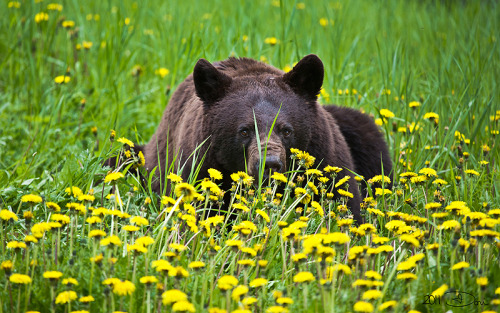 Porn fuck-yeah-bears:  Summer Feast by Dani-Lefrancois“Spent photos