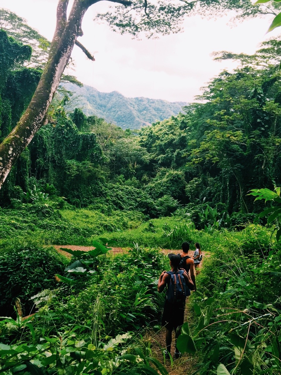 his808life:This is why I love living in Mānoa Valley.