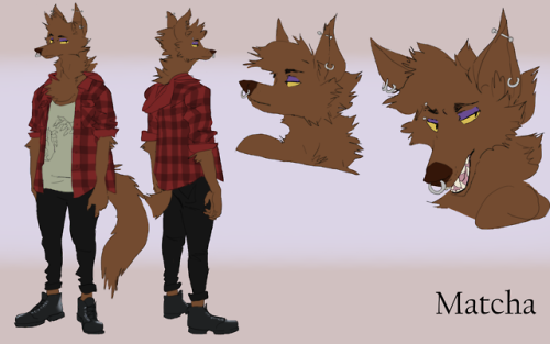 ref sheet commission for @matcha–wolf !