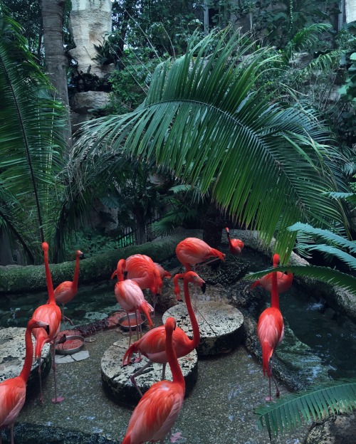 kaimacchiato:  ,,flamingos,,   Jungle/tropical blog