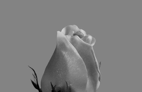 hungergasmes:   It’s the things we l o v e the most that destroy us.