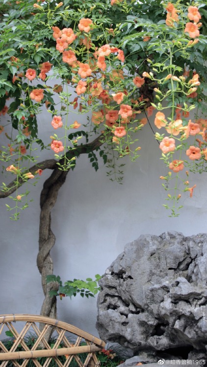 fuckyeahchinesegarden:chinese trumpet creeper in suzhou garden by 暗香盈袖1965