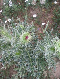 FloWers oF DiscGolf