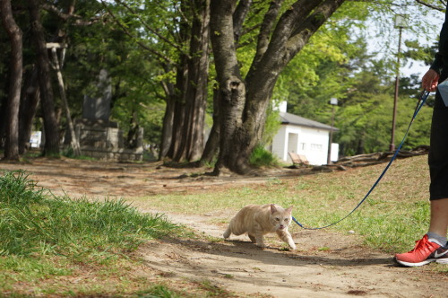 最近庭に出してみたらそれからすごく外に行きたがるので、思い切って公園に連れて行ったらもう警戒しまくりでずっと低い姿勢で歩いてました（笑）。もうちょいで車ってとこでなぜか砂にゴロンとしちゃって、結果シャ