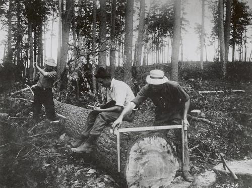 Forestry students from Michigan Agricultural College (now Michigan State University) studying tree g