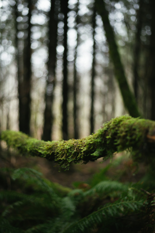 millivedder:  Moss